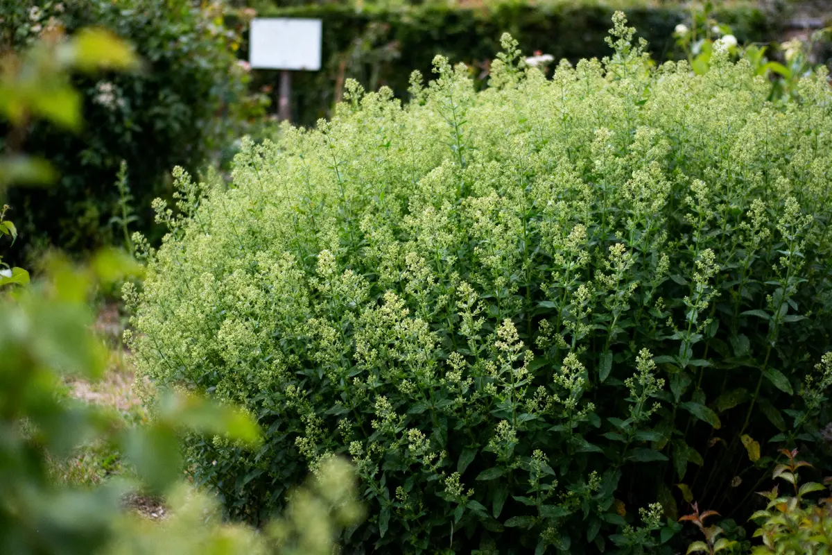 Buisson dense avec de petites fleurs vertes, panneau flou en arrière-plan, jardin verdoyant.