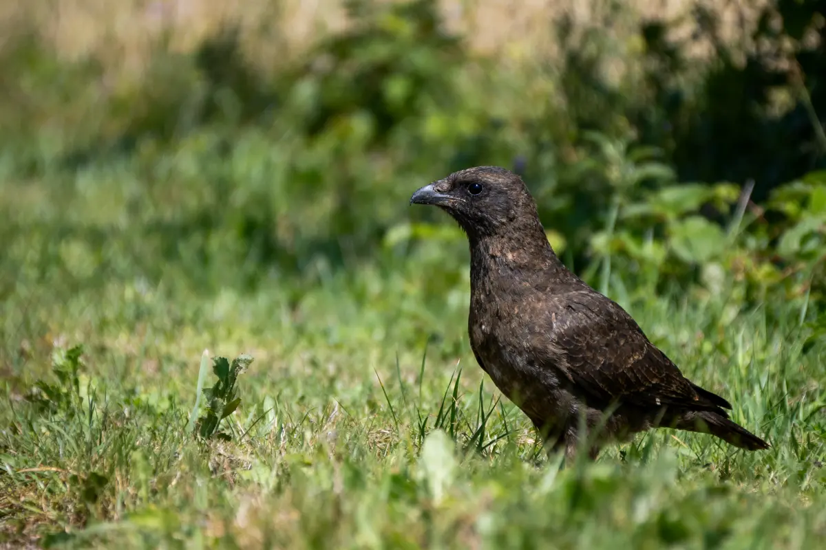 Oiseau brun posé sur l'herbe verte, entouré de végétation floue en arrière-plan.