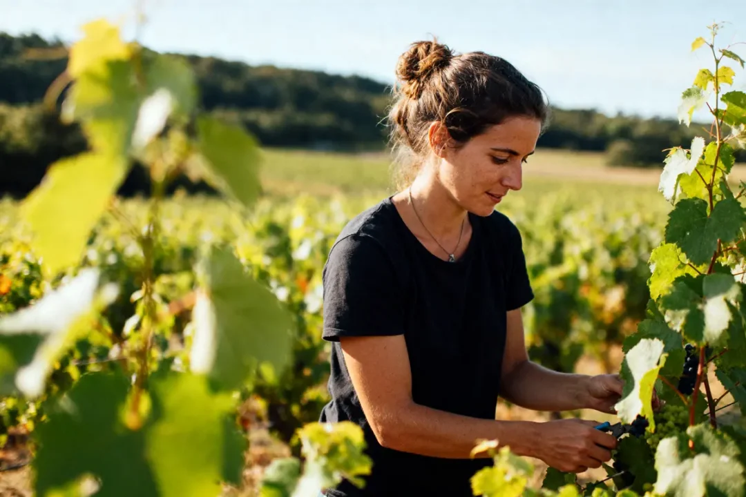 Femme travaillant dans un vignoble, récoltant des raisins sous un ciel ensoleillé, entourée de vignes verdoyantes.